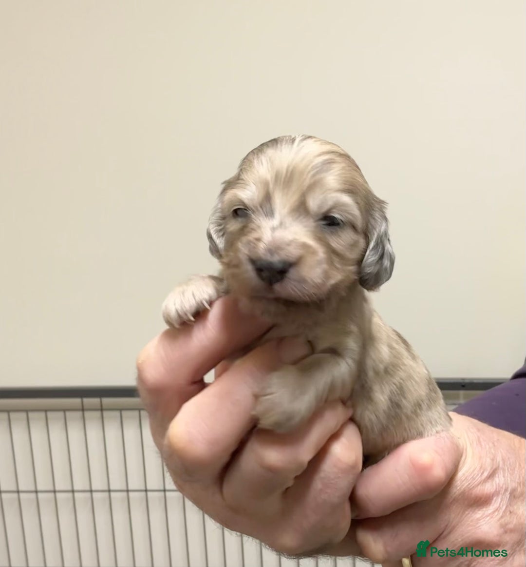 Miniature Dachshund dogs for sale: KC reg mini longhaired dachshund pups - Advert 17