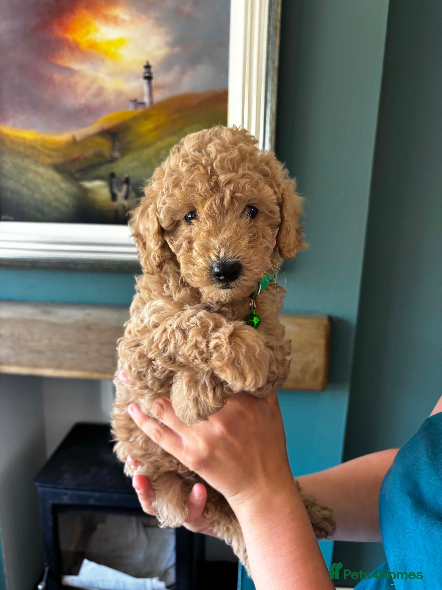 Cockapoo dogs Beautiful TOY  F2b cockapoo puppies * Ready now * - Advert 1
