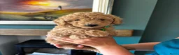 Cockapoo dogs for sale: Beautiful F2b cockapoo puppies in Leeds - Advert 9