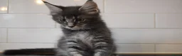Maine Coon cats for sale: READY FOR COLLECTION  TICA registered kittens - Advert 37