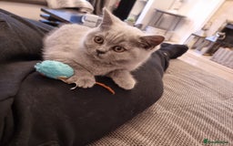 British Shorthair cats for sale: TOP💗 Quality British Shorthair 😻Kittens💋 - Image 11