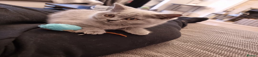 Orange Girl 
