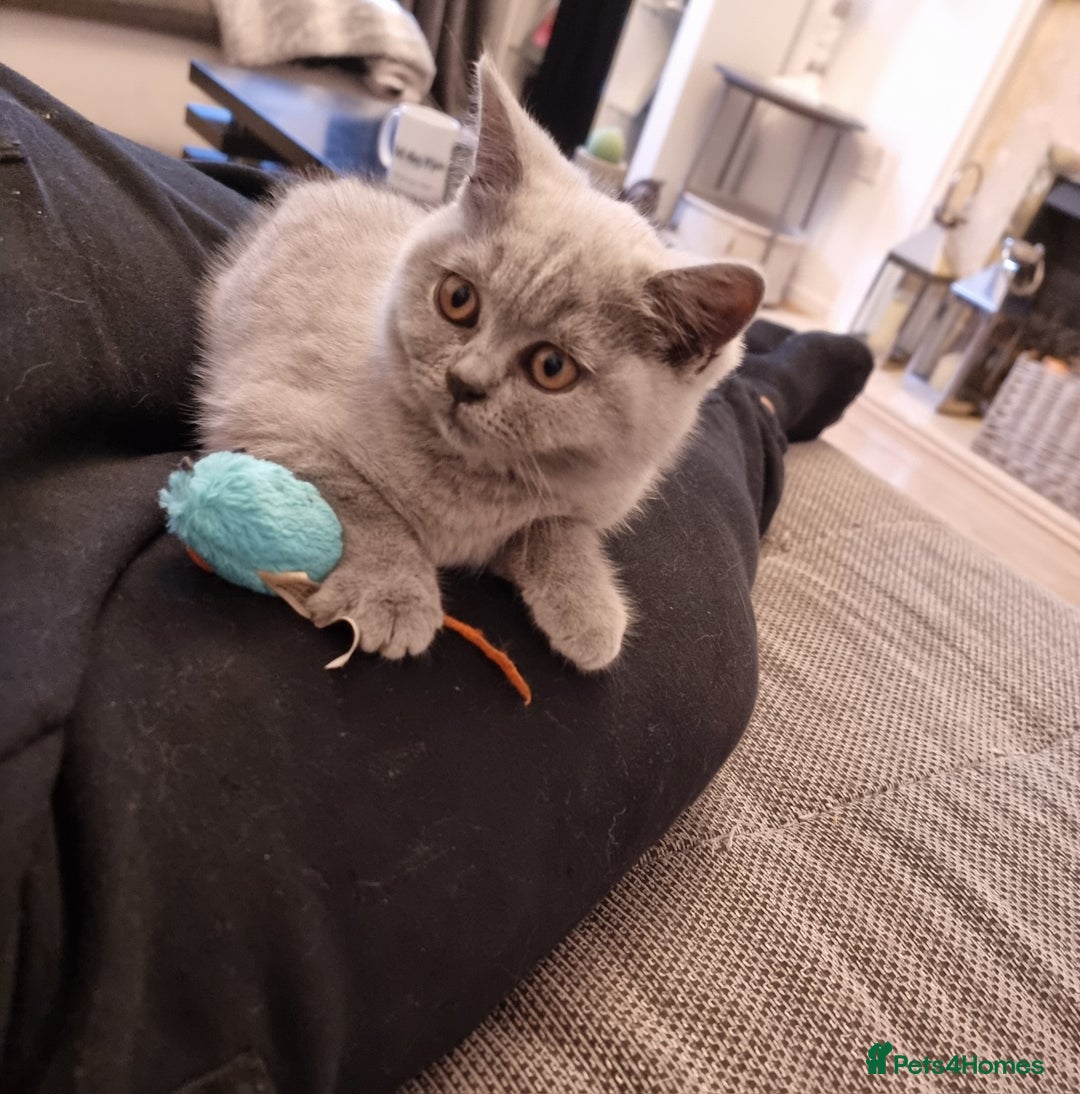 British Shorthair cats for sale: TOP💗 Quality British Shorthair 😻Kittens💋 - Image 11