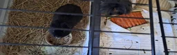 Guinea Pig rodents for sale: 2 male guinea pigs in Loughborough - Advert 2