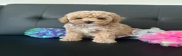 Maltipoo dogs for sale: 🐶 3 Gorgeous Toy Maltipoo Puppies For Sale 🐶 - Advert 23