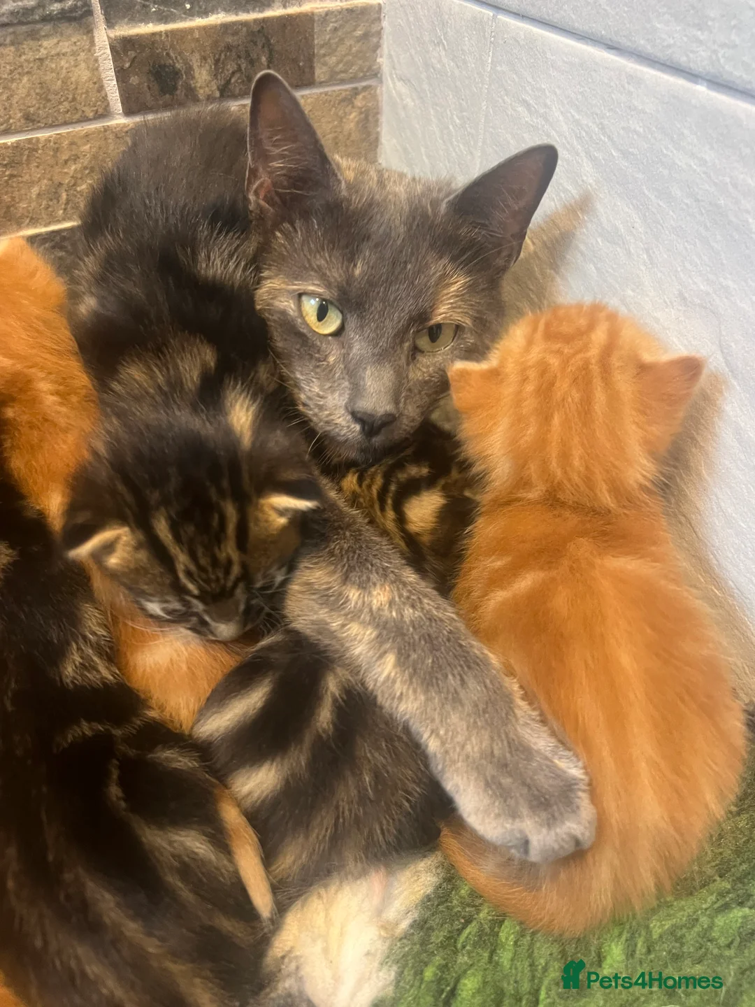 Mixed Breed cats for sale: READY TO RESERVE   in Southampton - Advert 4