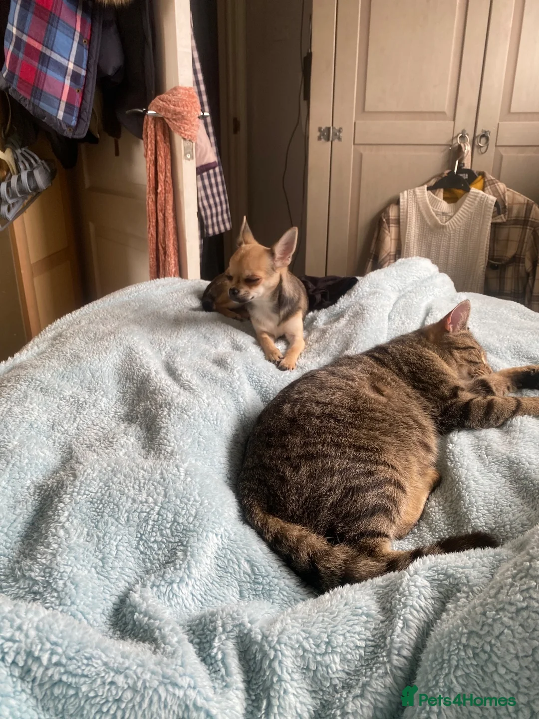 Mixed Breed cats for sale: Adorable kittens looking for their forever couch - Advert 8