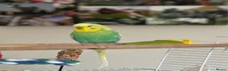 Budgerigars birds for sale: Gorgeous Male Budgie  in Glastonbury - Advert 1