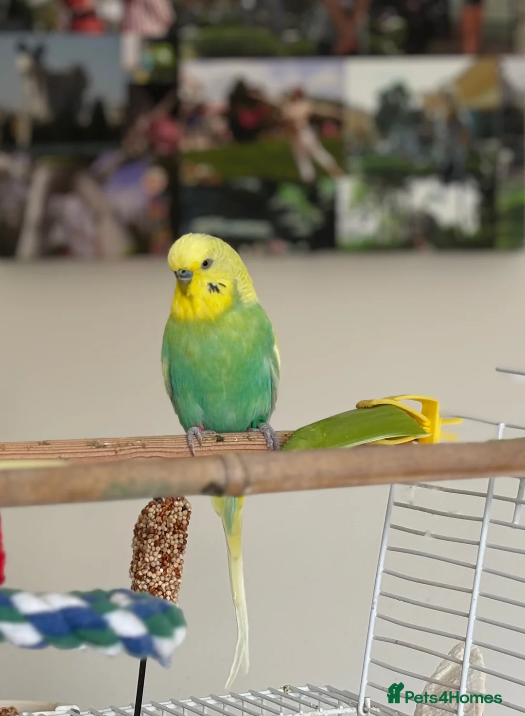 Budgerigars birds for sale: Gorgeous Male Budgie  in Glastonbury - Advert 1