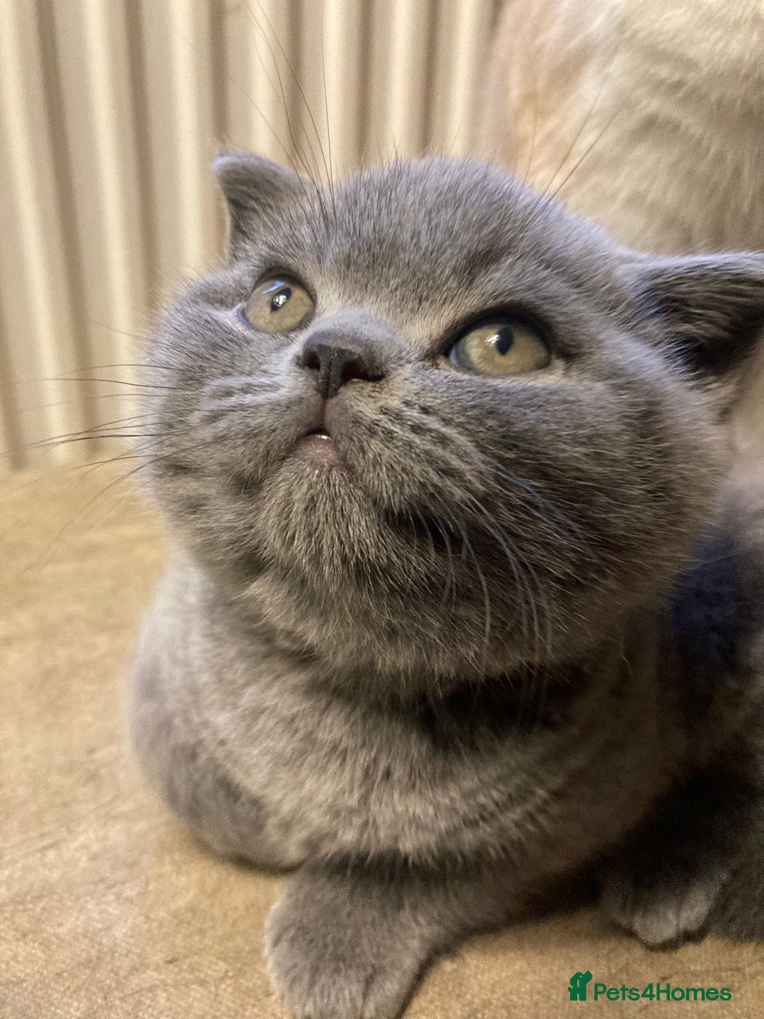 British Shorthair cats for sale: ⭐️Ready 23rd December⭐️ 2 left - British Shorthair - Advert 8