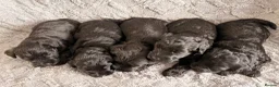 Miniature Schnauzer dogs for sale: Chunky, stunning litter of miniature schnauzers  - Advert 25