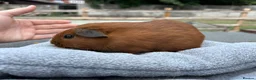 Guinea Pig rodents for sale: Beautiful baby guinea pigs - smooth haired males - Advert 3