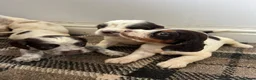 Sprocker dogs for sale: 🐾 Beautiful F2 Sprocker Spaniel Puppies 🐾 - Advert 9