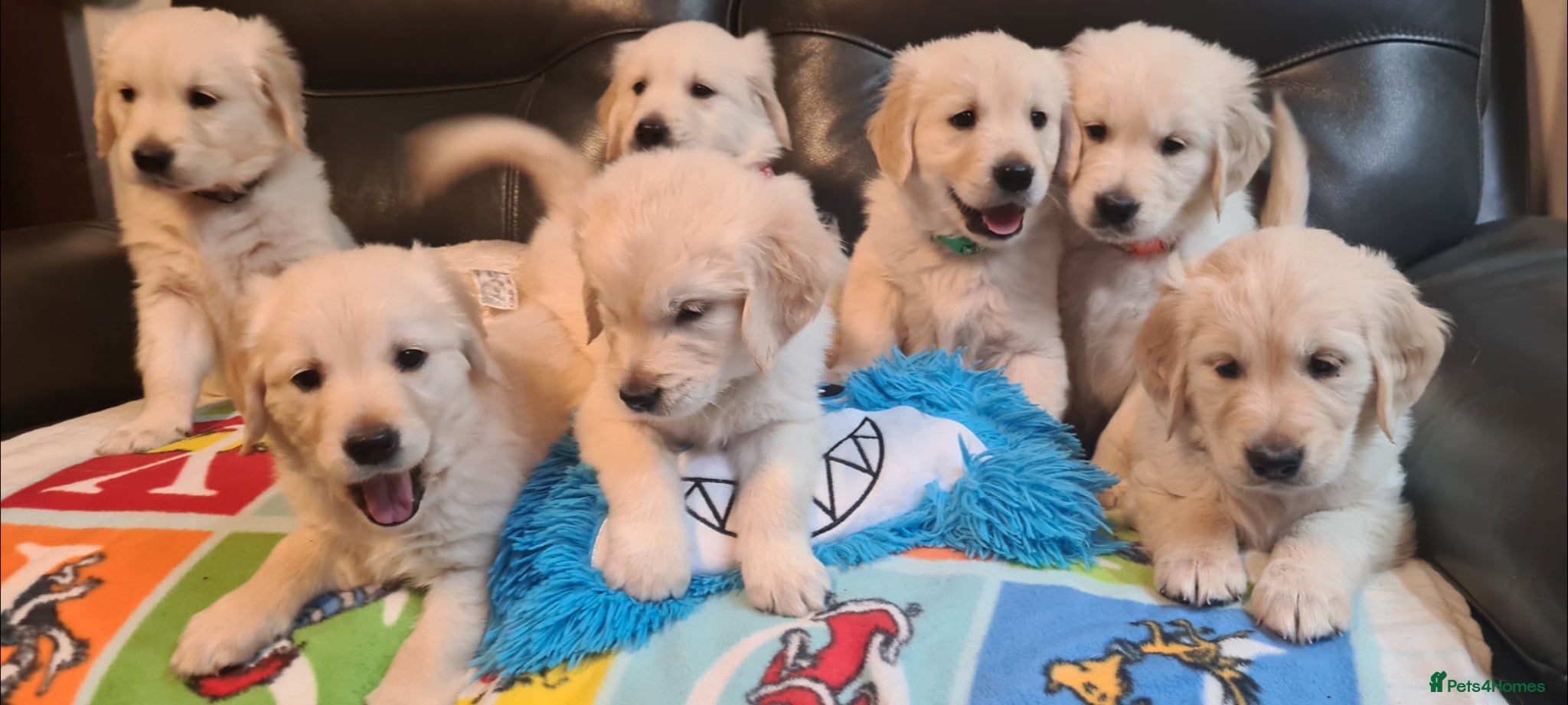 Golden Retriever dogs Beautiful Golden Retriever Puppies - Advert 1