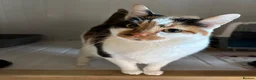 Mixed Breed cats for adoption: ANNABELLE AND DAISY - Advert 3