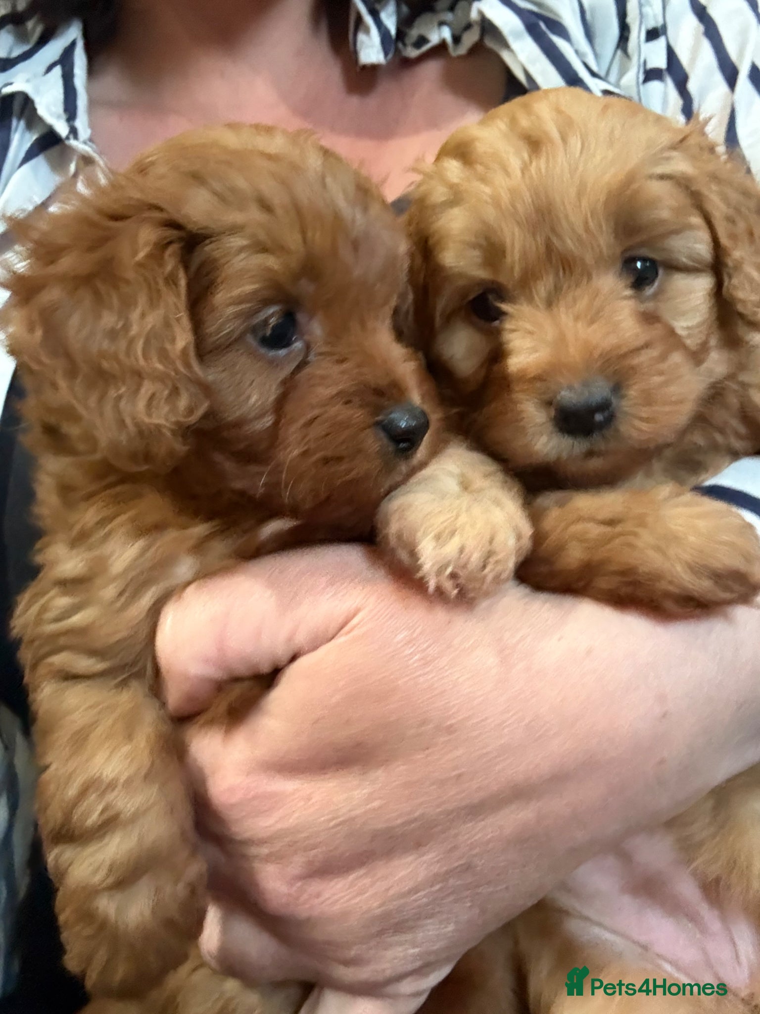 Cavapoo dogs Gorgeous cavapoo puppies - Advert 1