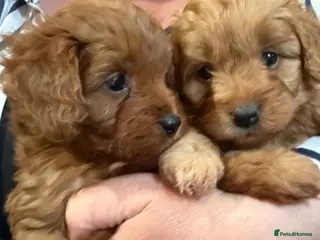 Cavapoo dogs Gorgeous cavapoo puppies - Advert 1