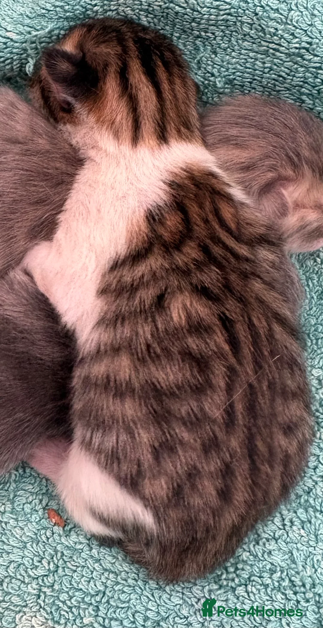 Mixed Breed cats for sale: Mixed litter in Sittingbourne - Advert 2