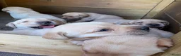 Labrador Retriever dogs for sale: 8 Labrador puppy’s for sale  - Advert 13