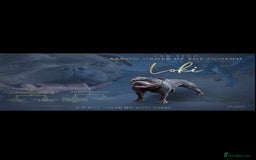 Staffordshire Bull Terrier dogs for sale: Staffordshire bull terriers puppy's  - Advert 7