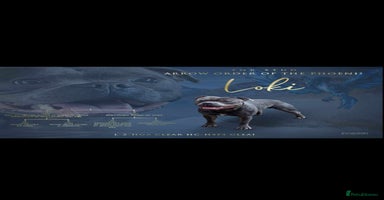 Staffordshire Bull Terrier dogs Staffordshire bull terriers puppy's  - Advert 3