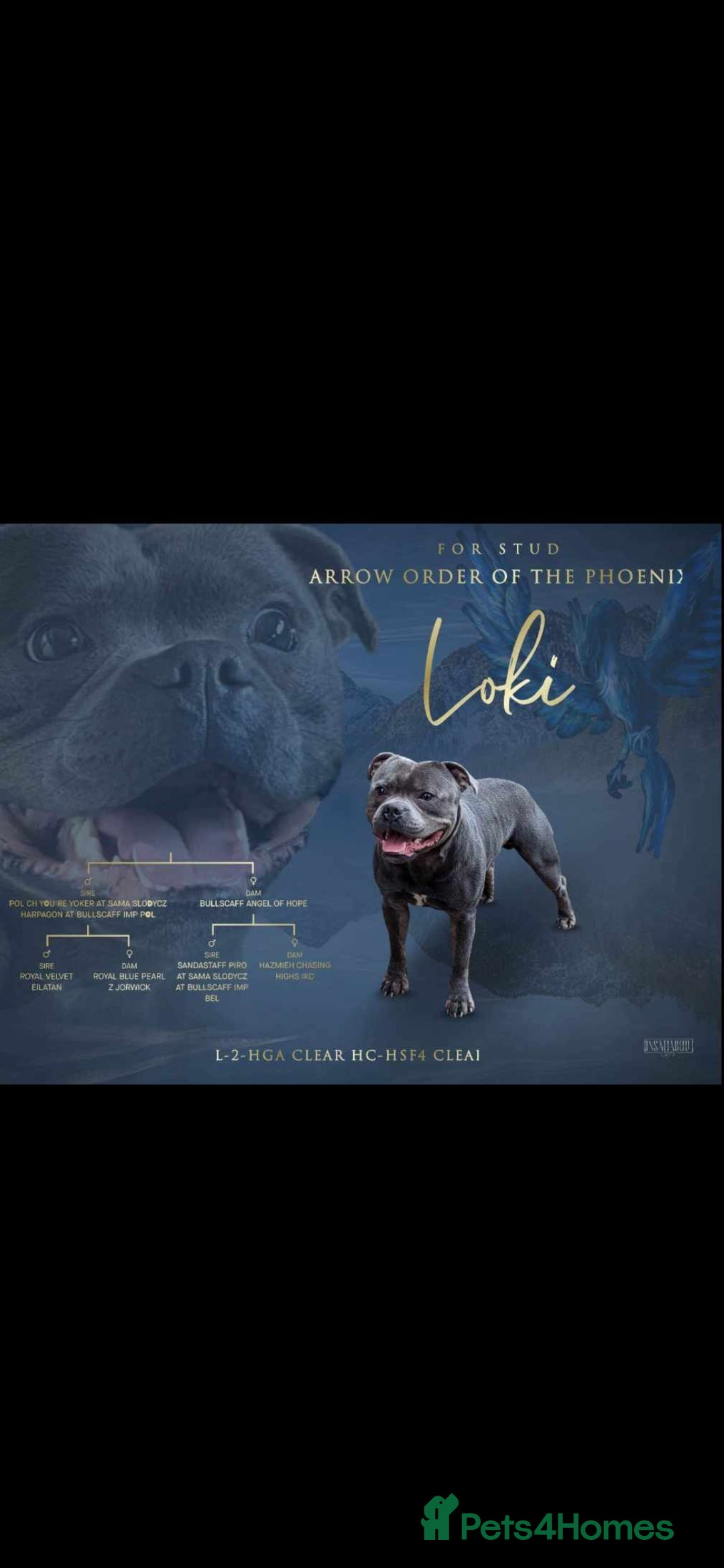 Staffordshire Bull Terrier dogs for sale: Staffordshire bull terriers puppy's  - Advert 7