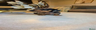 Miniature Dachshund 4