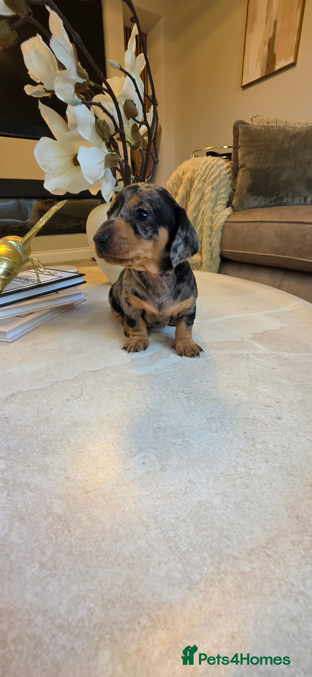 Miniature Dachshund dogs for sale: Beautiful miniature Dachaunds  - Advert 2