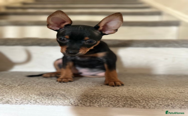 Russian Toy Terrier dogs - Advert 1