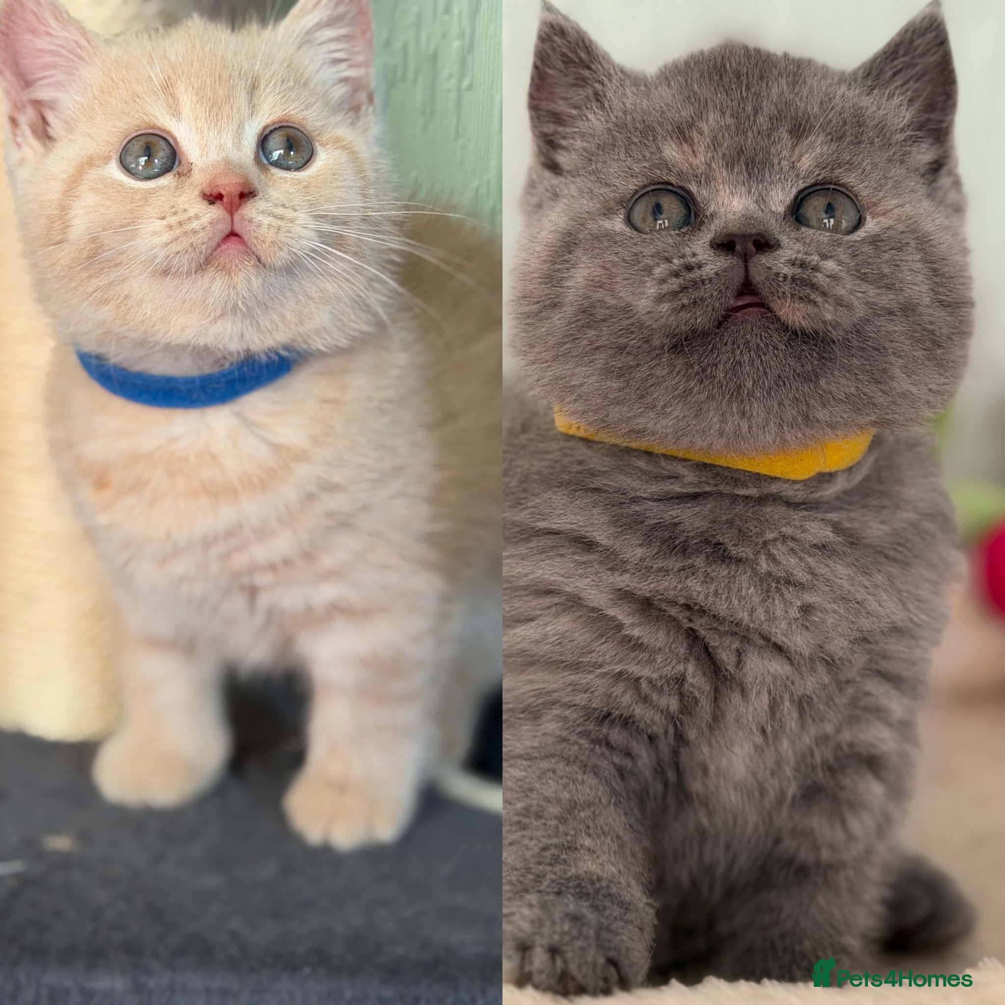 British Shorthair cats CHUNKY BSH KITTENS  - Advert 18