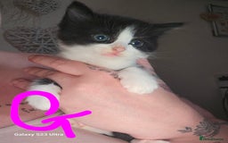 Mixed Breed cats for sale: 4 Beautiful Kittens **2 Black & White Boys Left** - Image 13