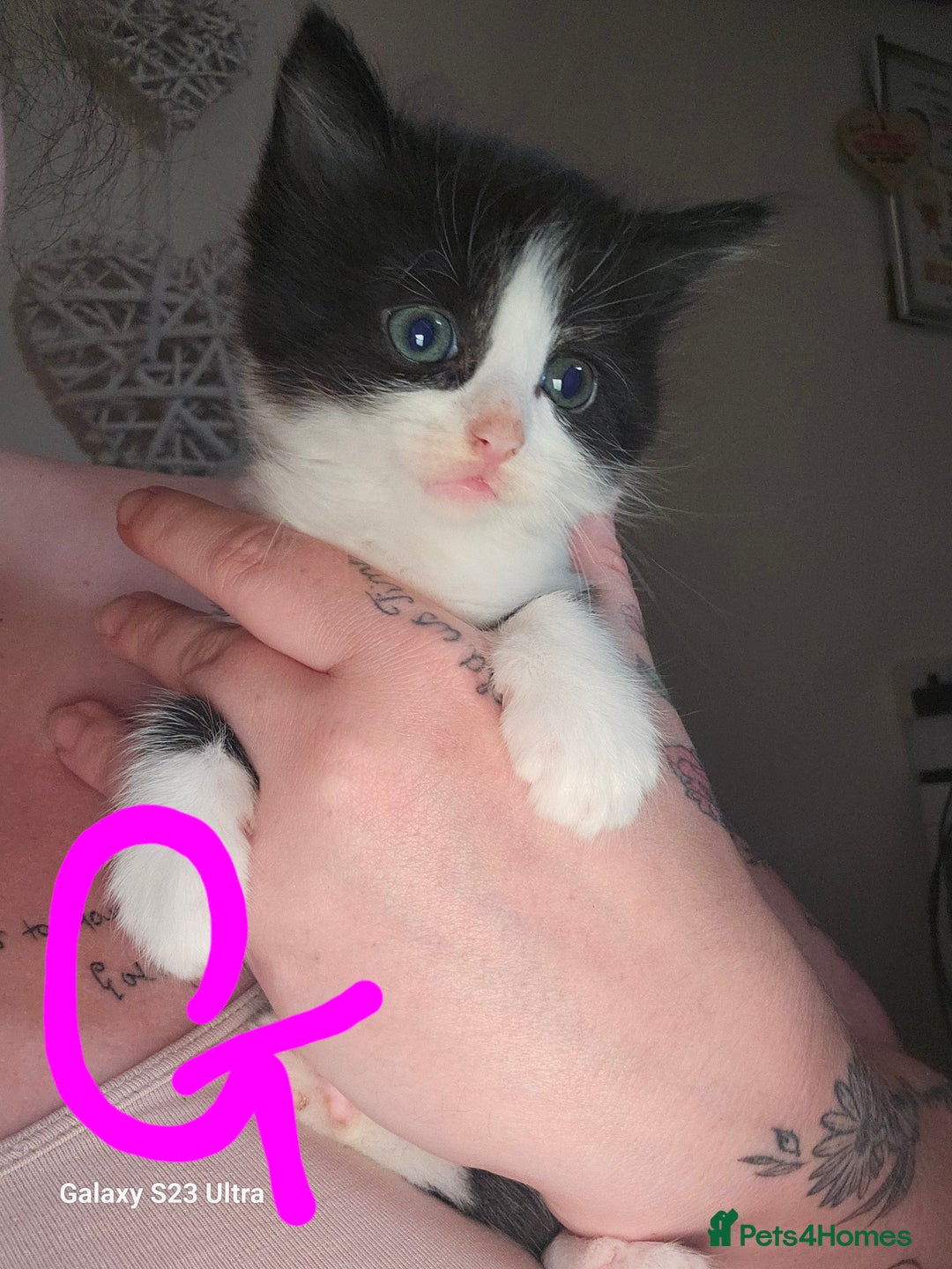 Mixed Breed cats for sale: 4 Beautiful Kittens **2 Black & White Boys Left** - Image 13