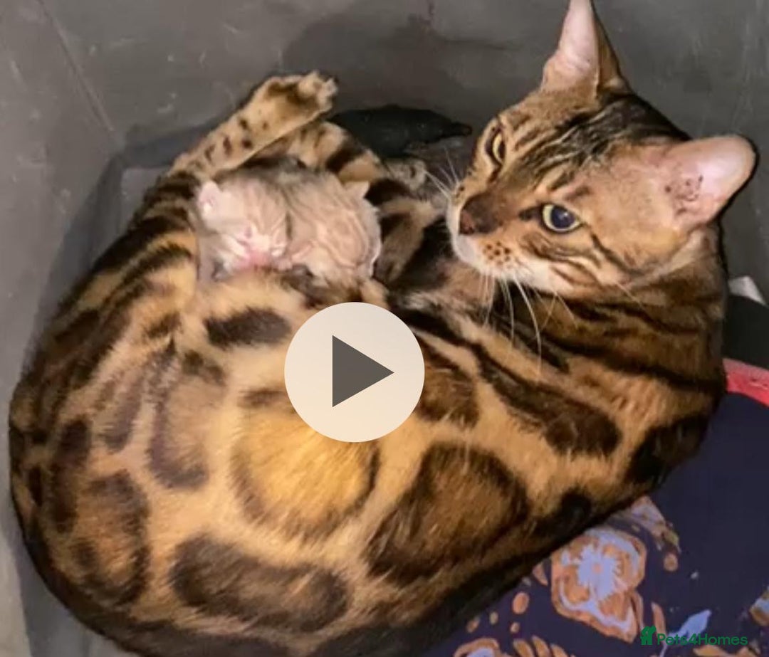 Bengal cats for sale: 🔥✨Pedigree TICA-Registered Bengals - Image 40
