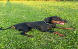 Dobermann dogs for stud: KC registered, champion blood line 07754772010 - Image 3