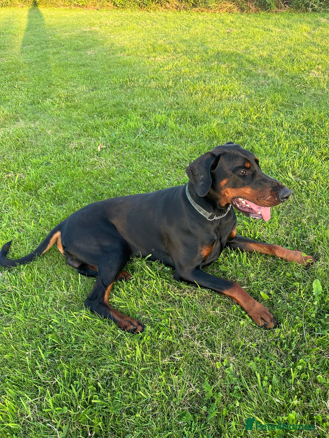 Dobermann dogs for stud: KC registered, champion blood line 07754772010 - Image 3