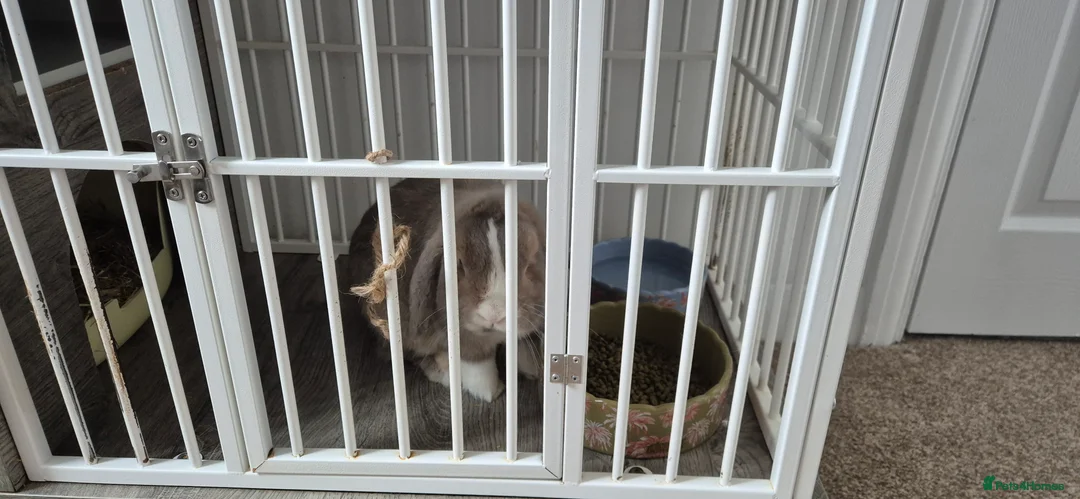 Mixed Breed rabbits for sale: Lop rabbit - Browny colour  - Advert 2