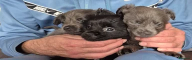 Chihuahua 1