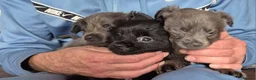 Chihuahua dogs for sale: Chihuahua puppies - Advert 4