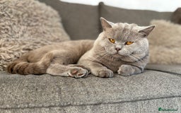 British Shorthair cats for stud: PROVEN! HEALTH TESTED! Stud (07818866006) in Holywell - Image 1