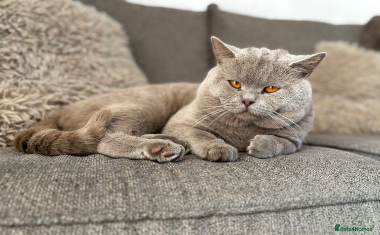 British Shorthair cats in Holywell - Advert 4