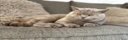 British Shorthair cats for stud: PROVEN! HEALTH TESTED! Stud  ** ) in Holywell - Advert 3