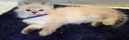 Ragdoll cats for sale: Ragdoll Kittens  in Newport - Advert 8