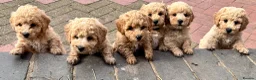 Poochon dogs for sale: Ready now Stunning mini F1 health tested Poochons - Advert 4