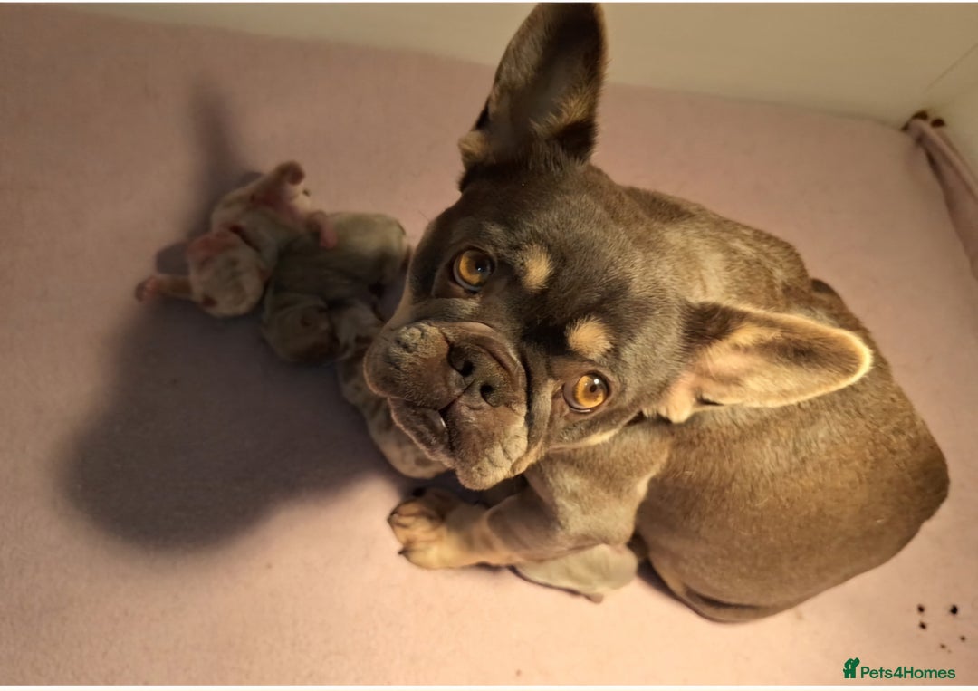 French Bulldog dogs for sale: Top Quality French Bulldog Puppies  - Advert 2