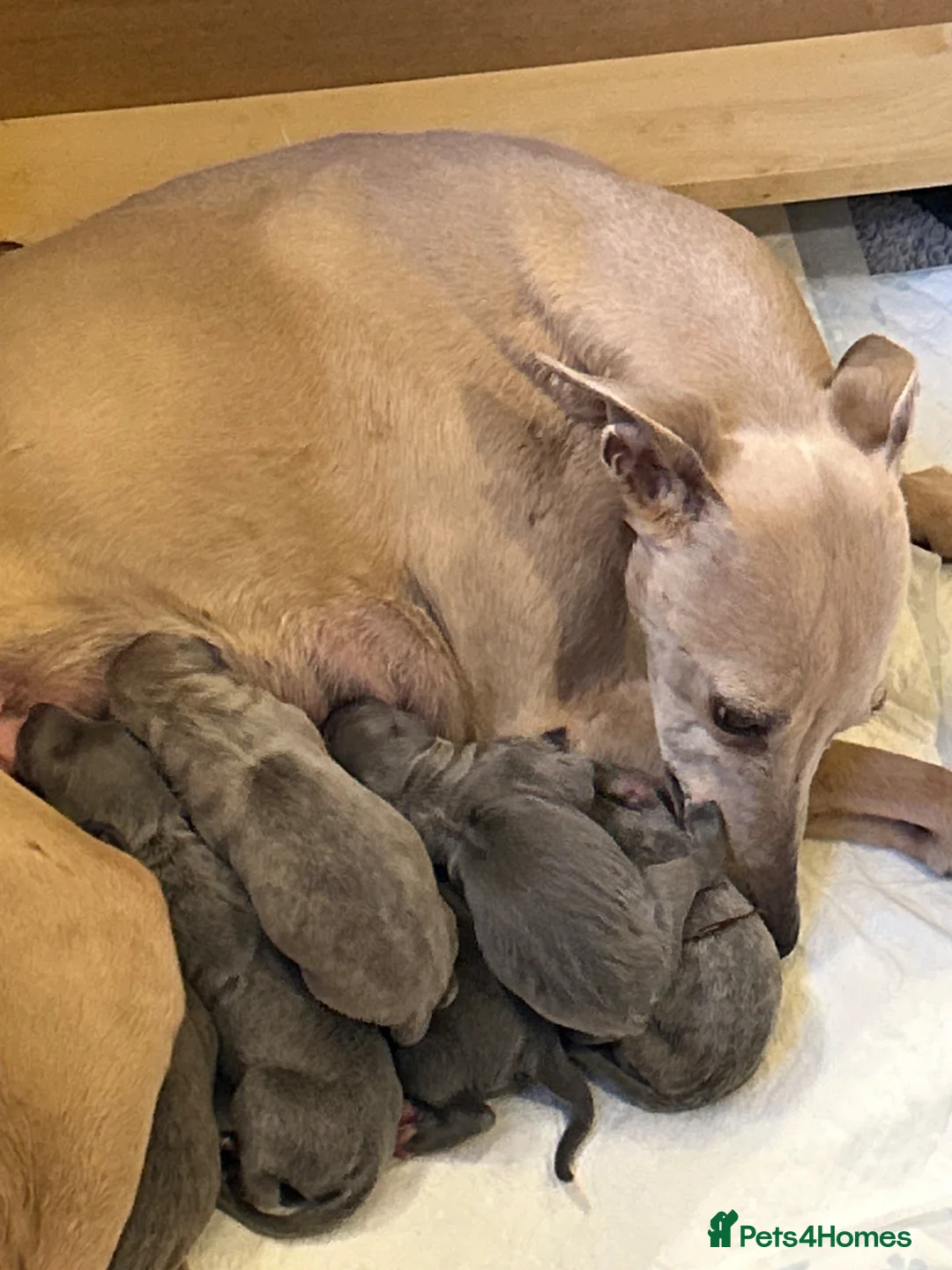 Whippet dogs for sale: Exceptional Puppies from health tested parents - Advert 18