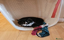 Mixed Breed cats for adoption: 4 month old rescue kitten needs new home - Image 1