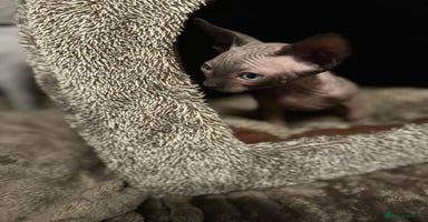 Sphynx cats - Advert 3