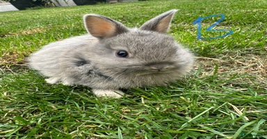 Netherland Dwarf rabbits - Advert 6