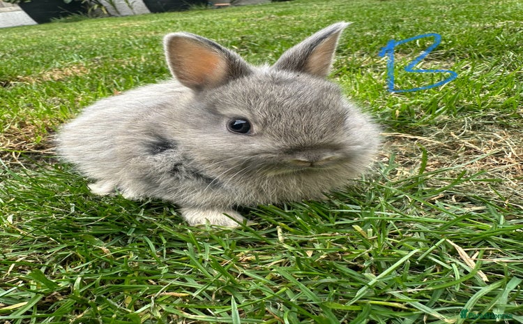 Netherland Dwarf rabbits - Advert 1