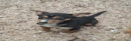 Australian Kelpie dogs for sale: Farm bred 5 boys 3 girls kelpie puppies - Advert 4